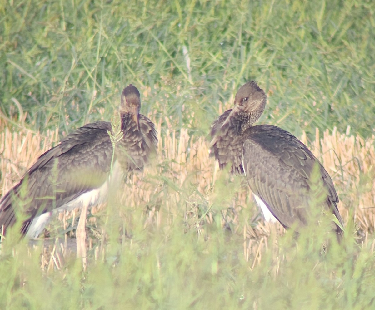 svartstork - ML641651842