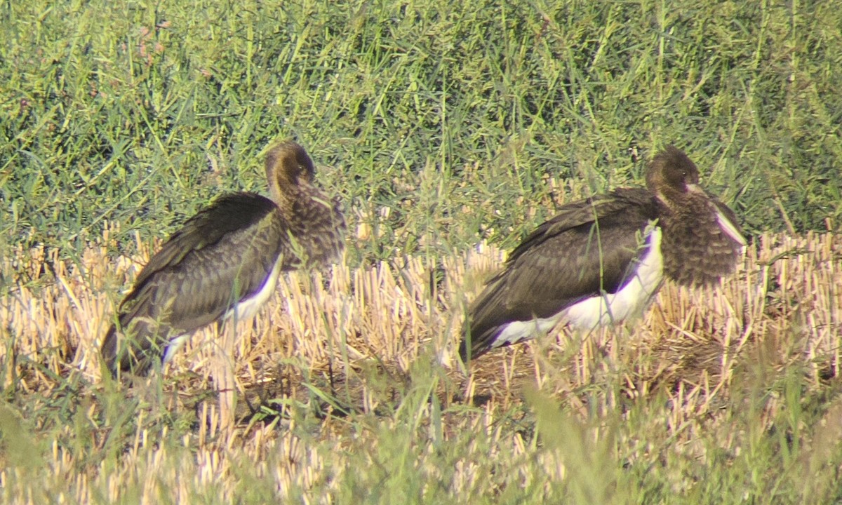 svartstork - ML641651843