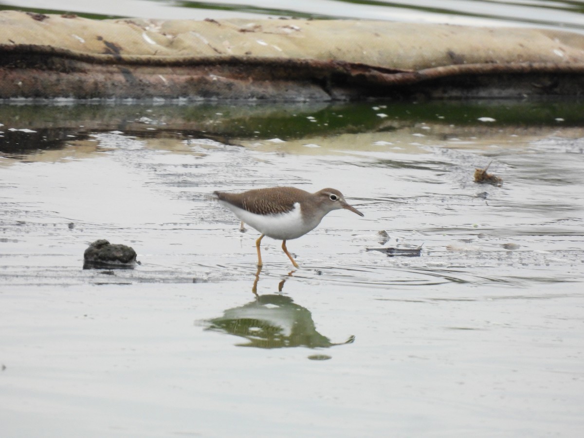 flekksnipe - ML641651867