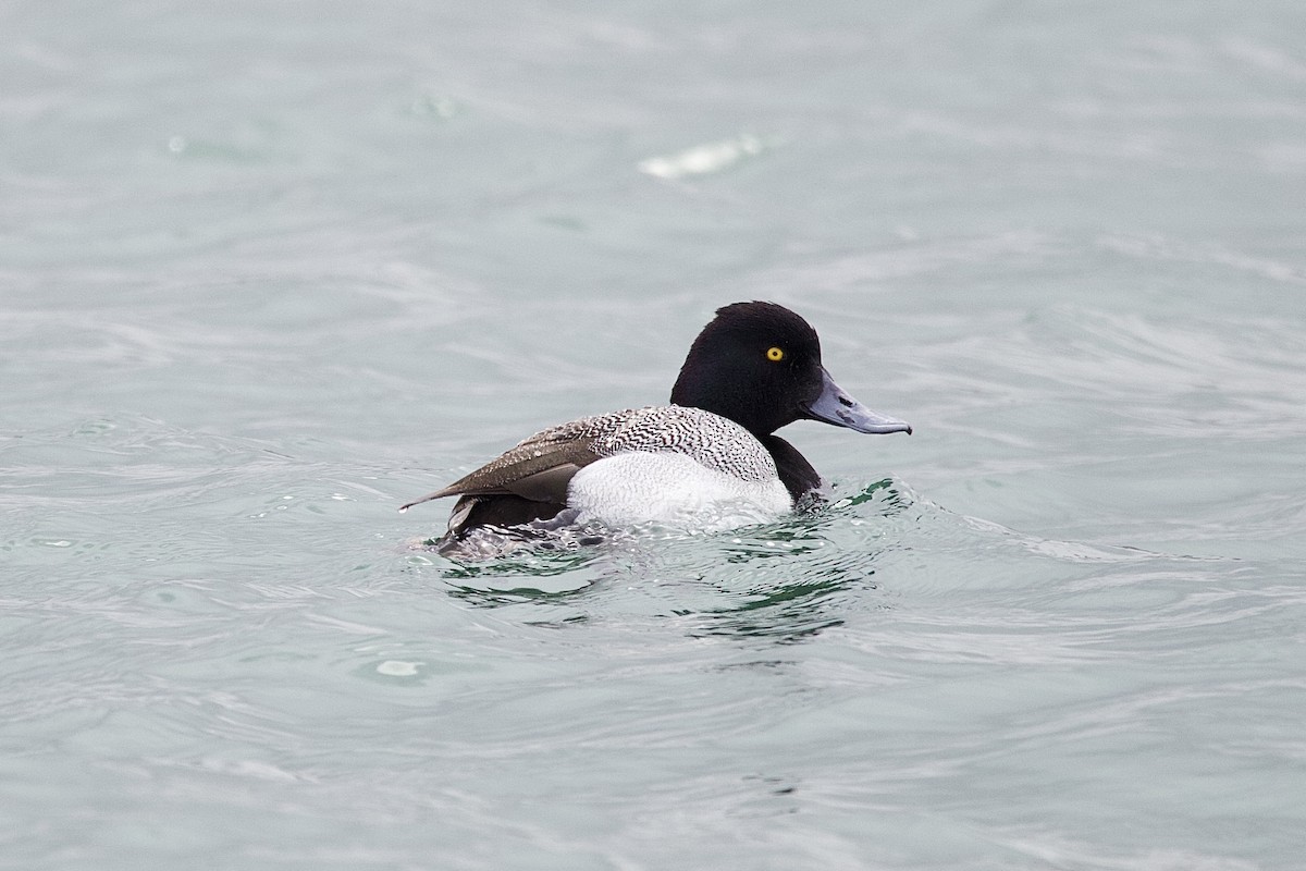 Lesser Scaup - ML641651873