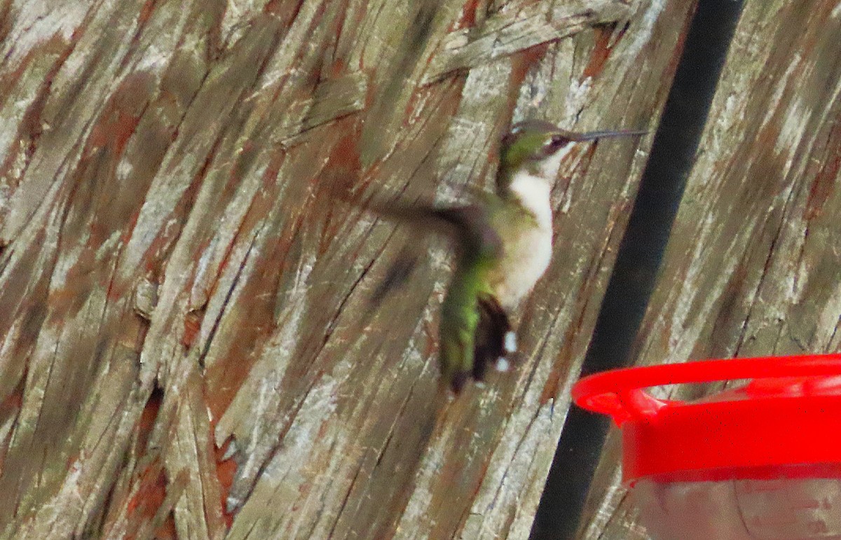 Ruby-throated Hummingbird - ML641651903