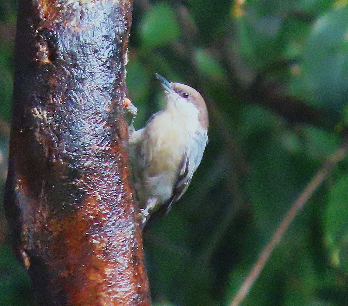 Brown-headed Nuthatch - ML641651907