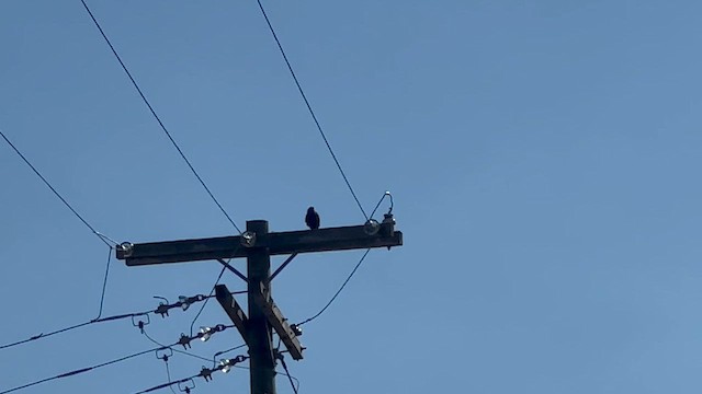 Fish Crow - ML641651934