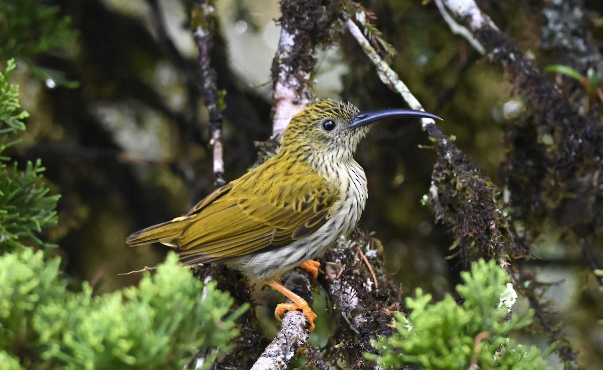 Streaked Spiderhunter - ML641651985