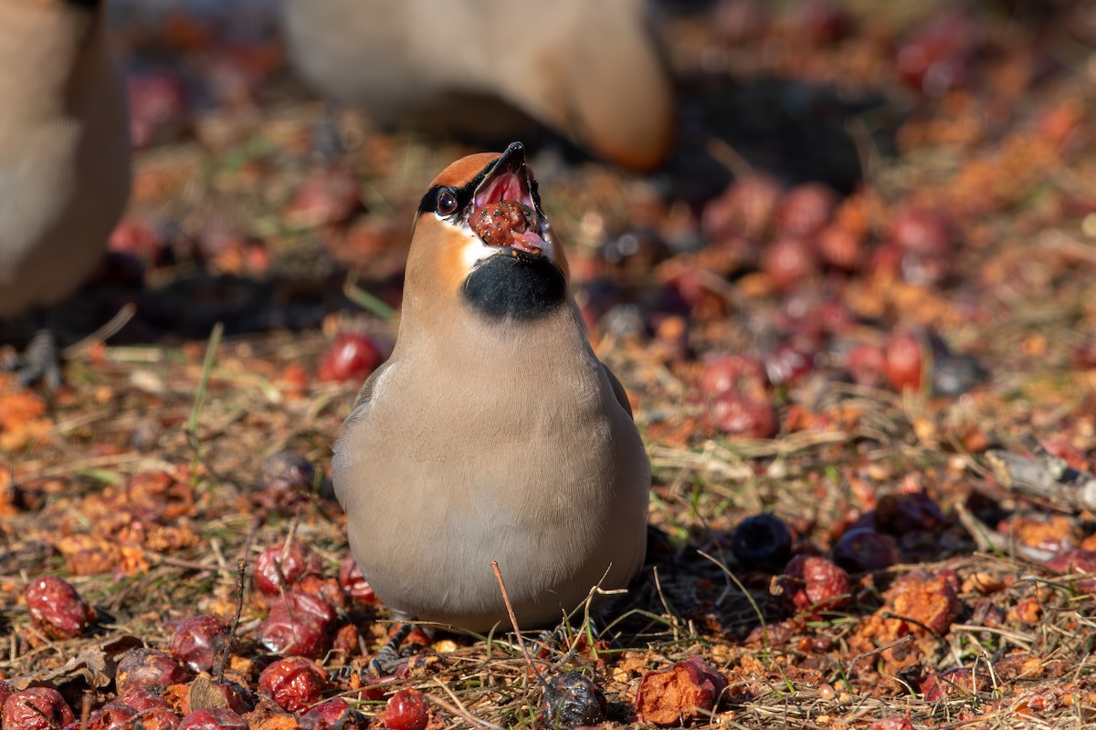 Bohemian Waxwing - ML641652025