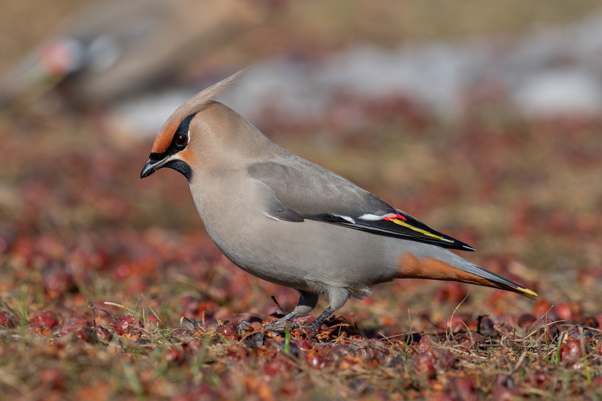 Bohemian Waxwing - ML641652026