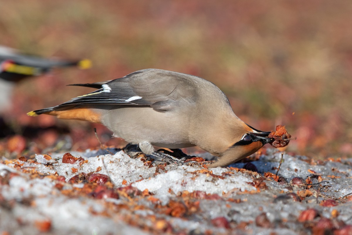 Bohemian Waxwing - ML641652027
