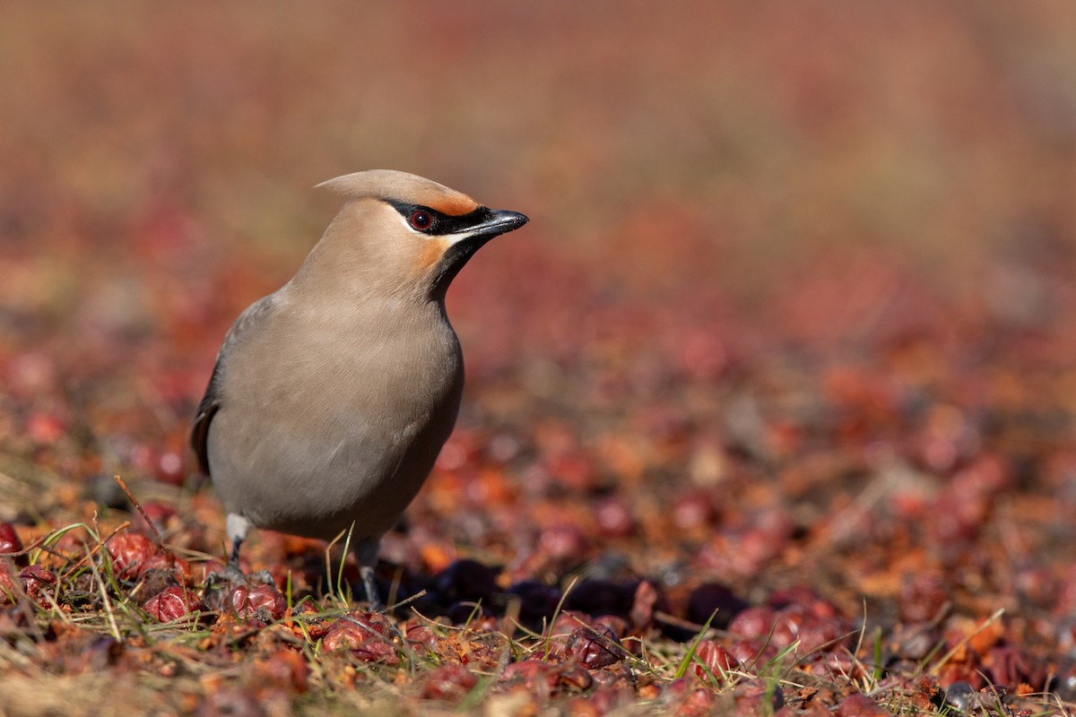 Bohemian Waxwing - ML641652028
