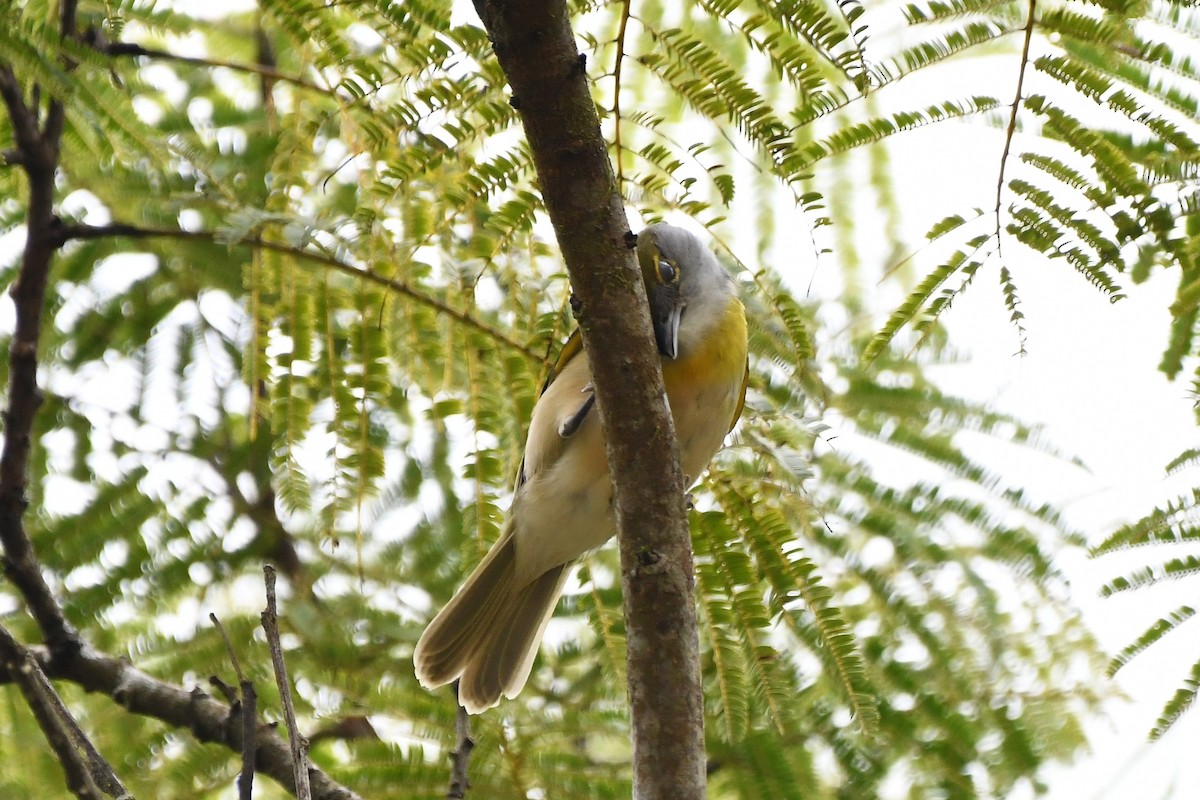 Green-backed Becard - ML641652032