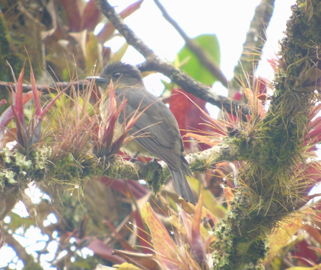 Crested Becard - ML641652052