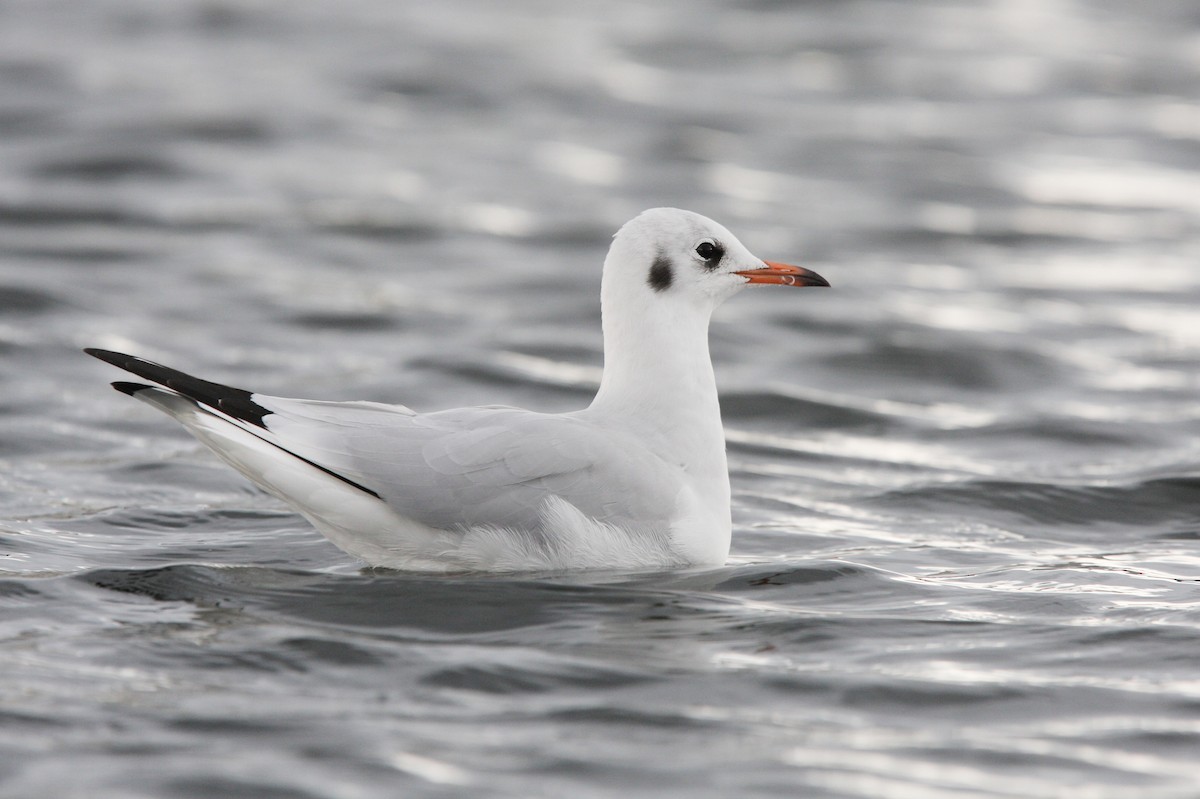 Black-headed Gull - ML64165211