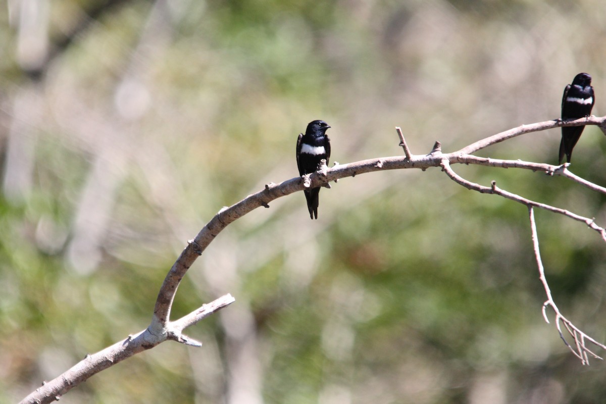 White-banded Swallow - ML641652140