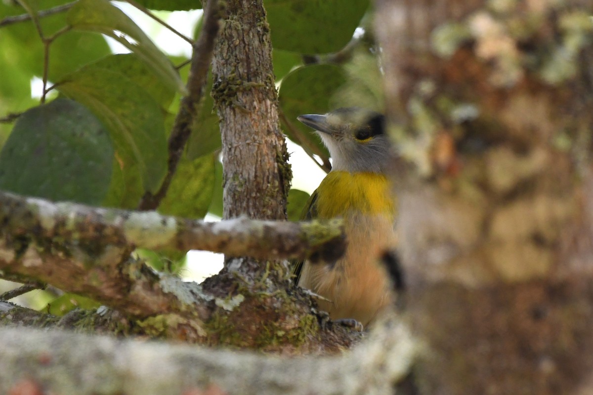 Green-backed Becard - ML641652155