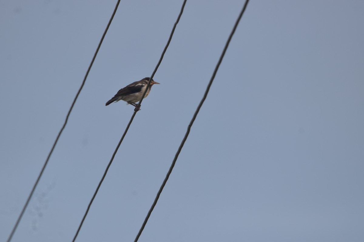 Indian Pied Starling - ML641652158
