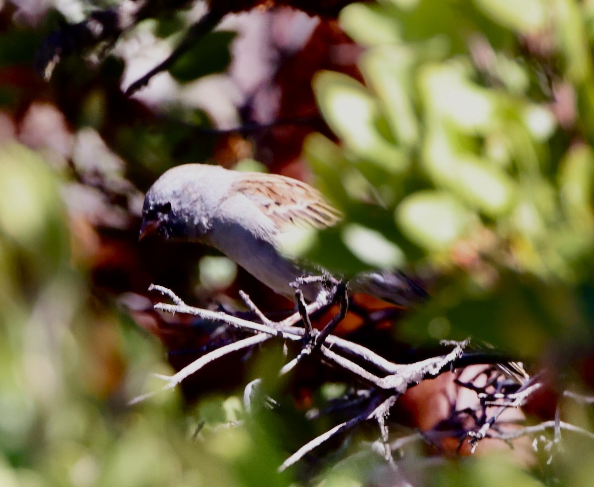 Black-chinned Sparrow - ML641652169