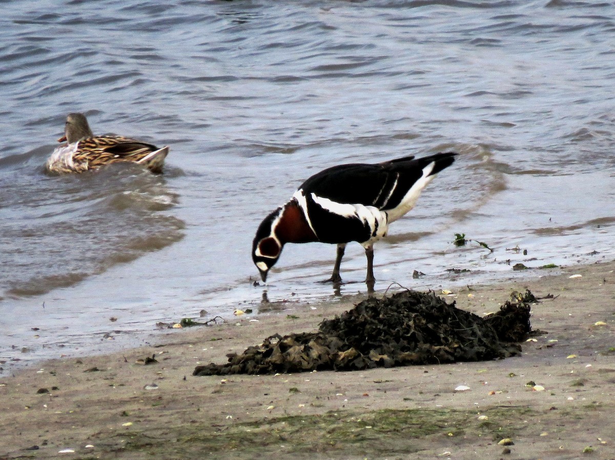 Red-breasted Goose - ML641652170