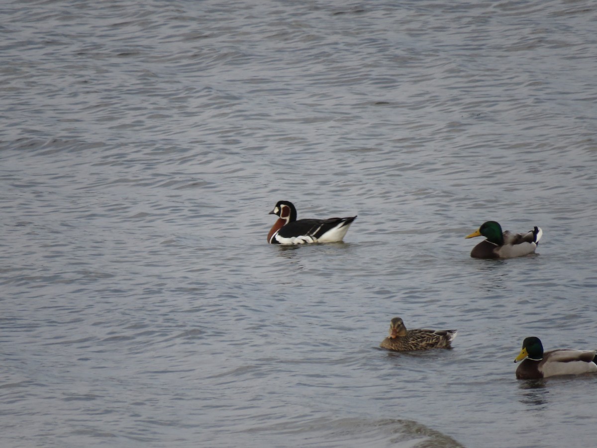 Red-breasted Goose - ML641652171