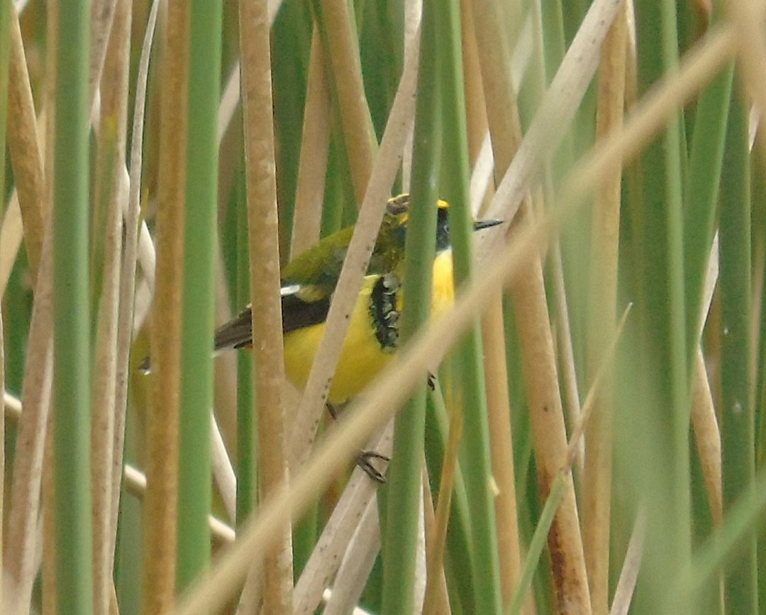 Many-colored Rush Tyrant - ML641652229