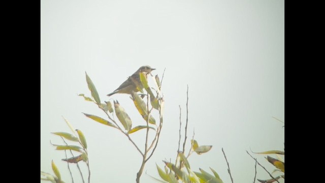 Whinchat - ML641652275