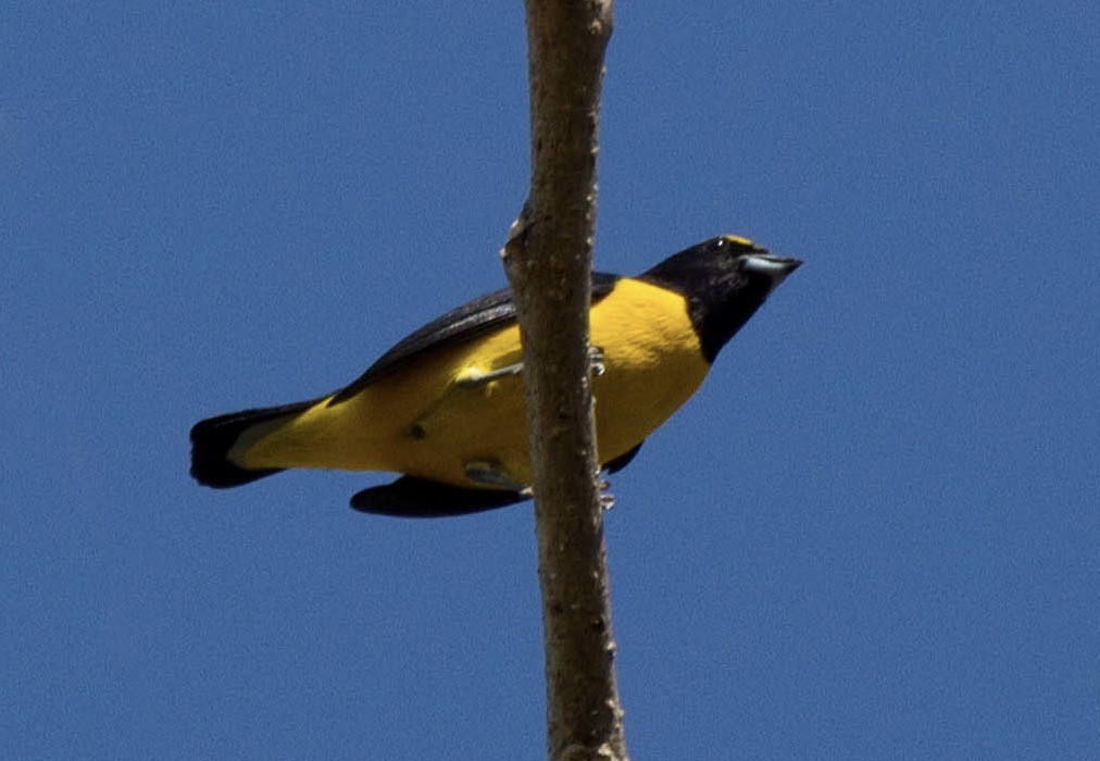 Scrub Euphonia - ML641652295