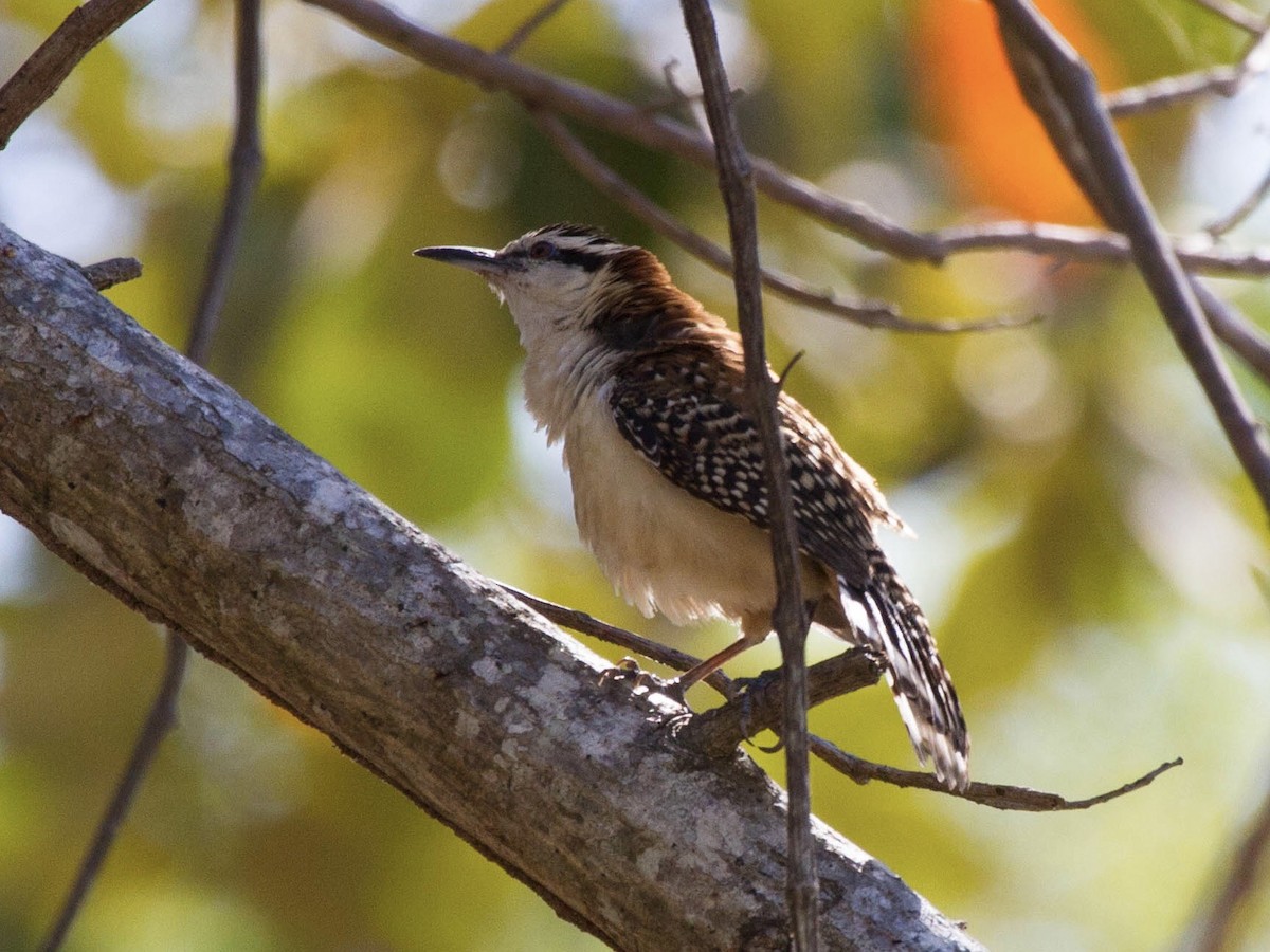 Rufous-backed Wren - ML641652308