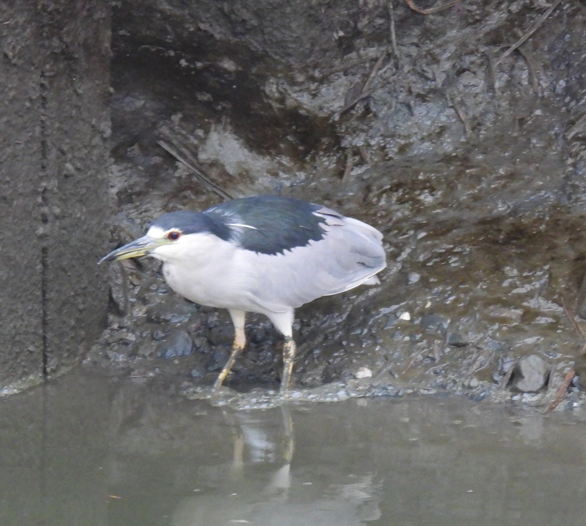 Black-crowned Night Heron - ML641652330