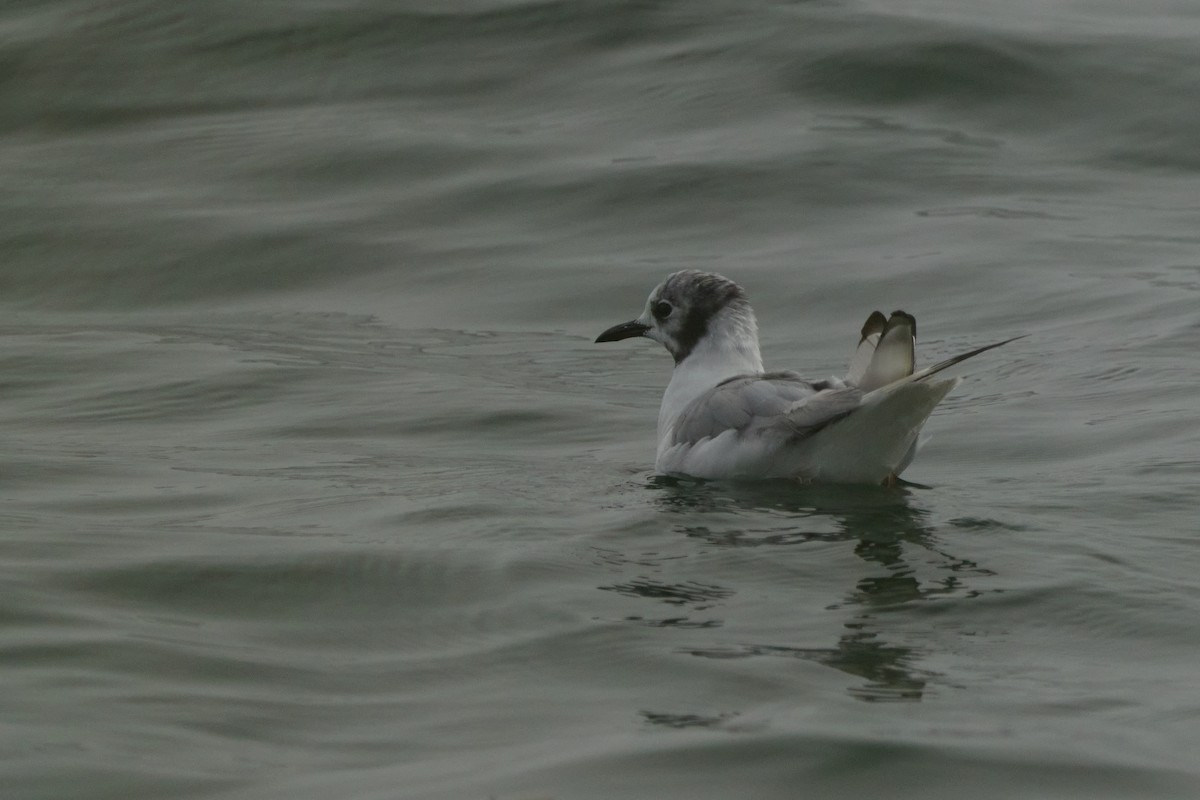 Bonaparte's Gull - ML641652341