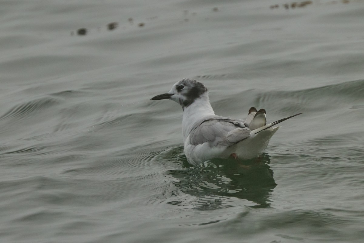 Bonaparte's Gull - ML641652345