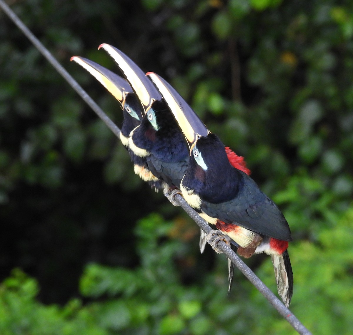 Many-banded Aracari - ML641652372