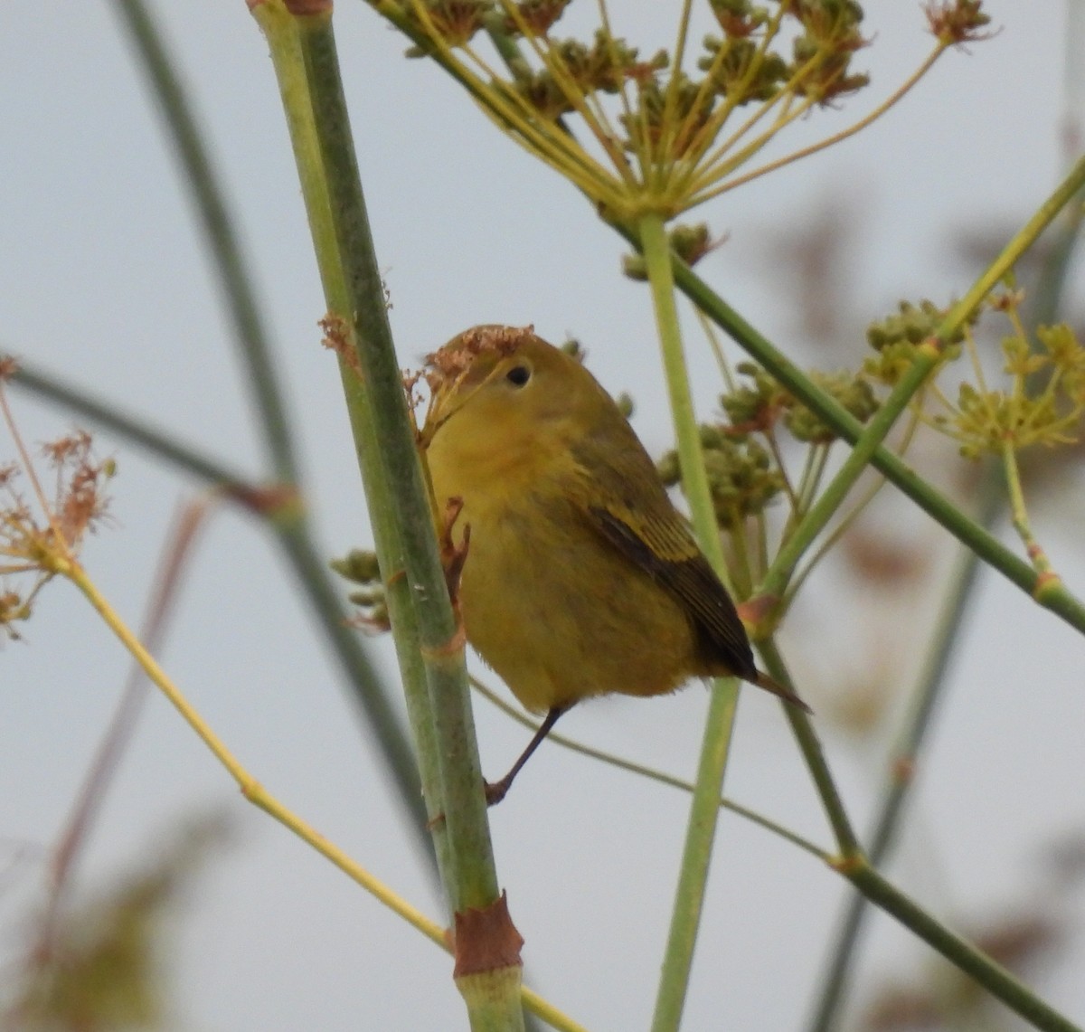 Yellow Warbler - ML641652388