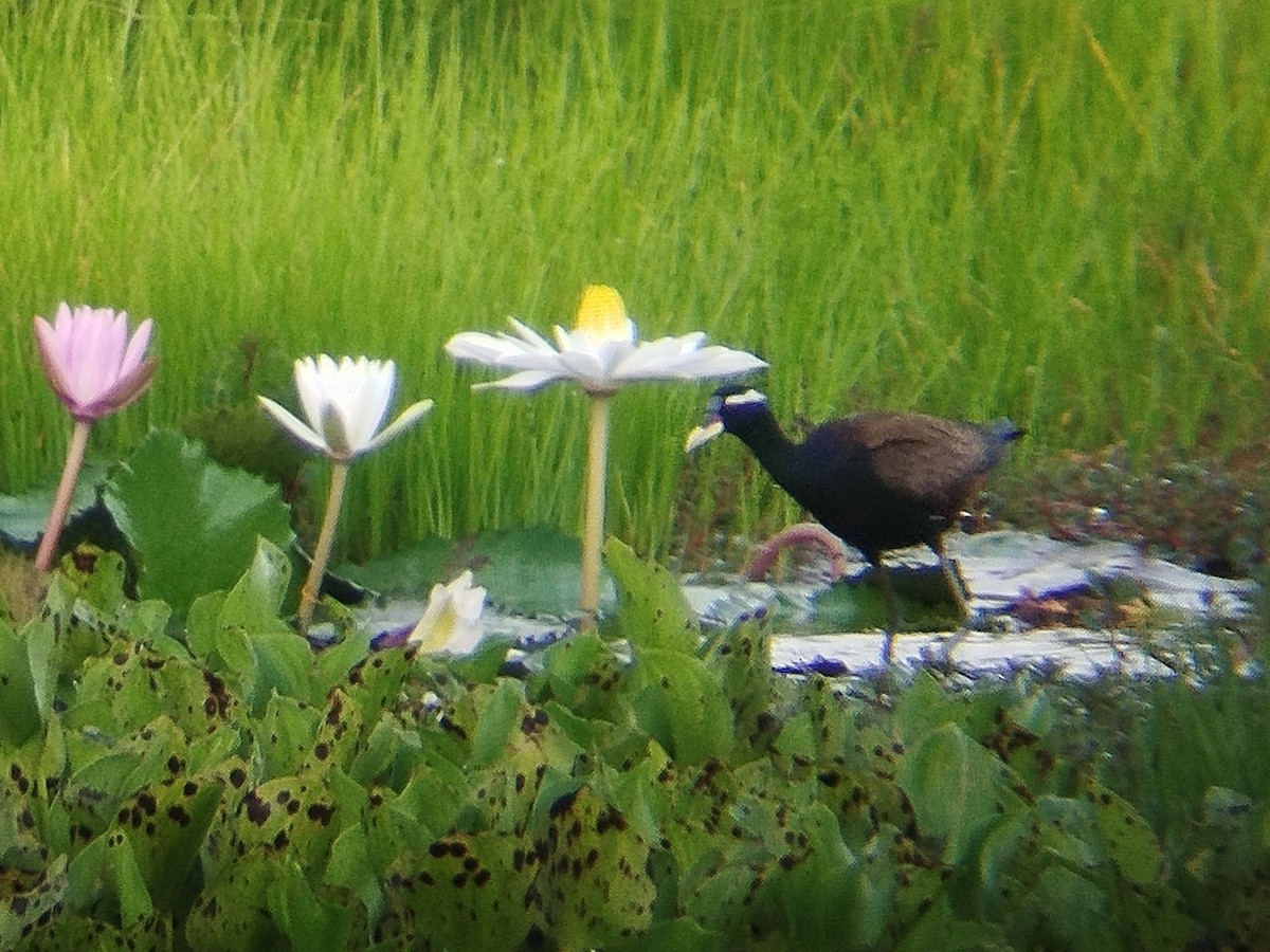 Bronze-winged Jacana - ML641652390