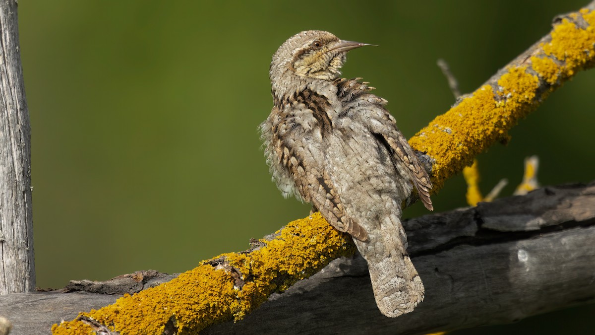 Eurasian Wryneck - ML641652398