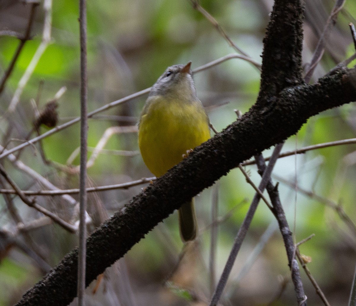 Three-banded Warbler - ML641652408