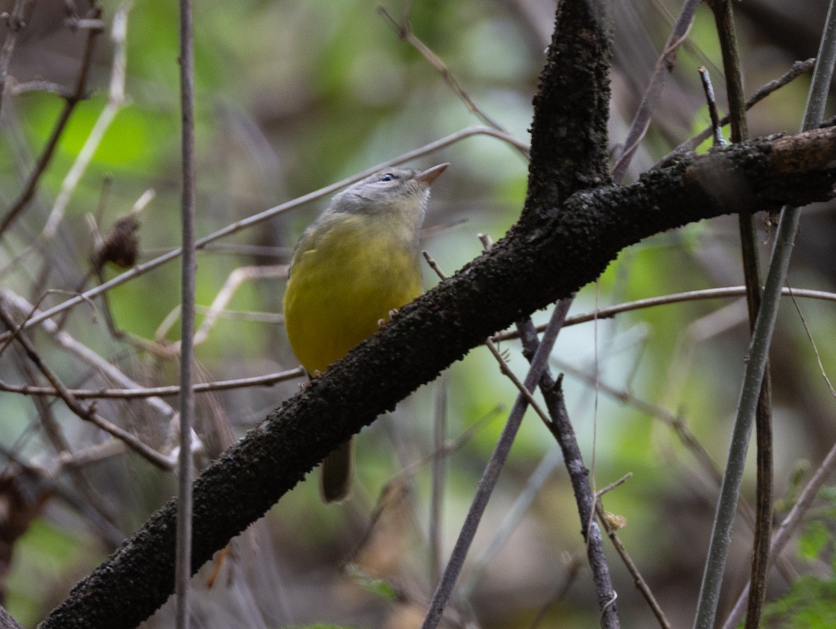 Three-banded Warbler - ML641652409