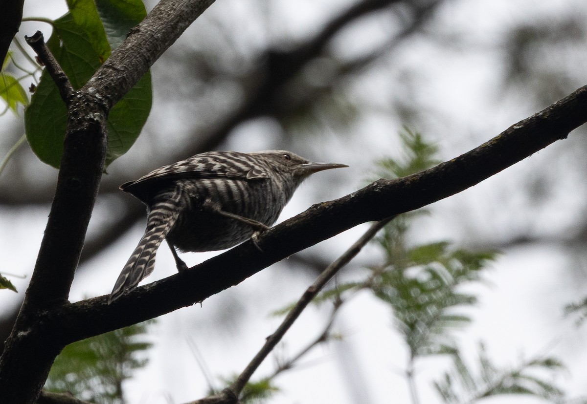 Fasciated Wren - ML641652414
