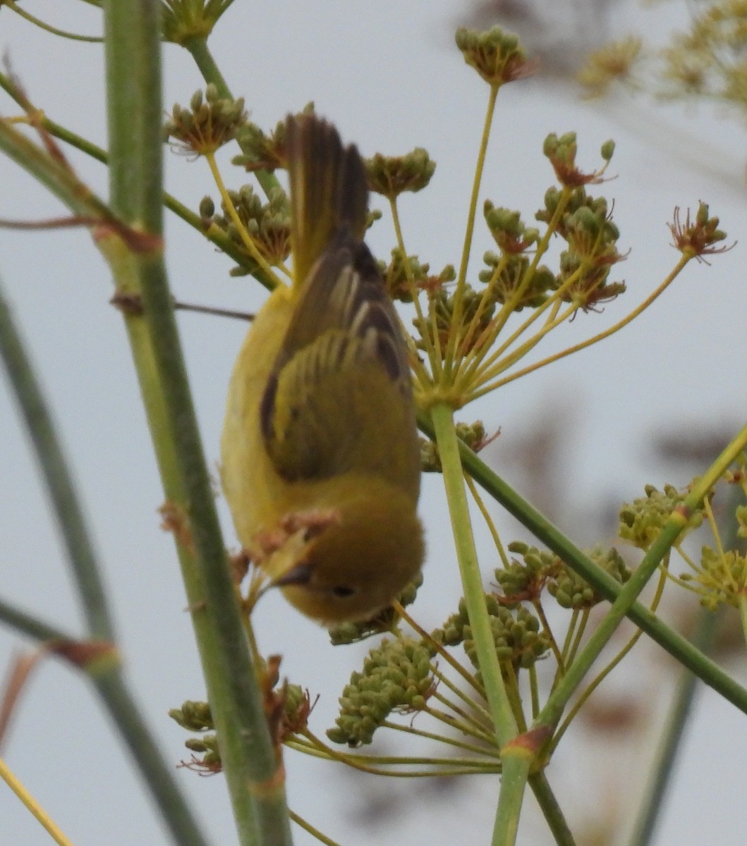 Yellow Warbler - ML641652418