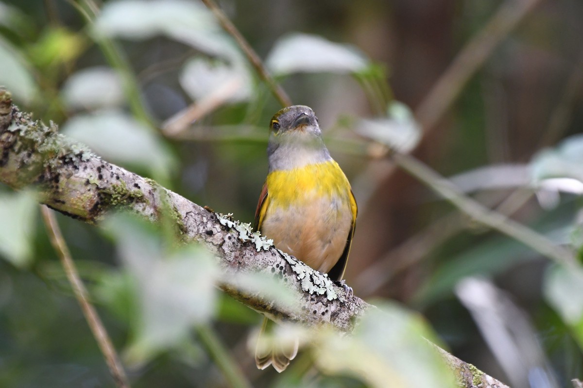 Green-backed Becard - ML641652423