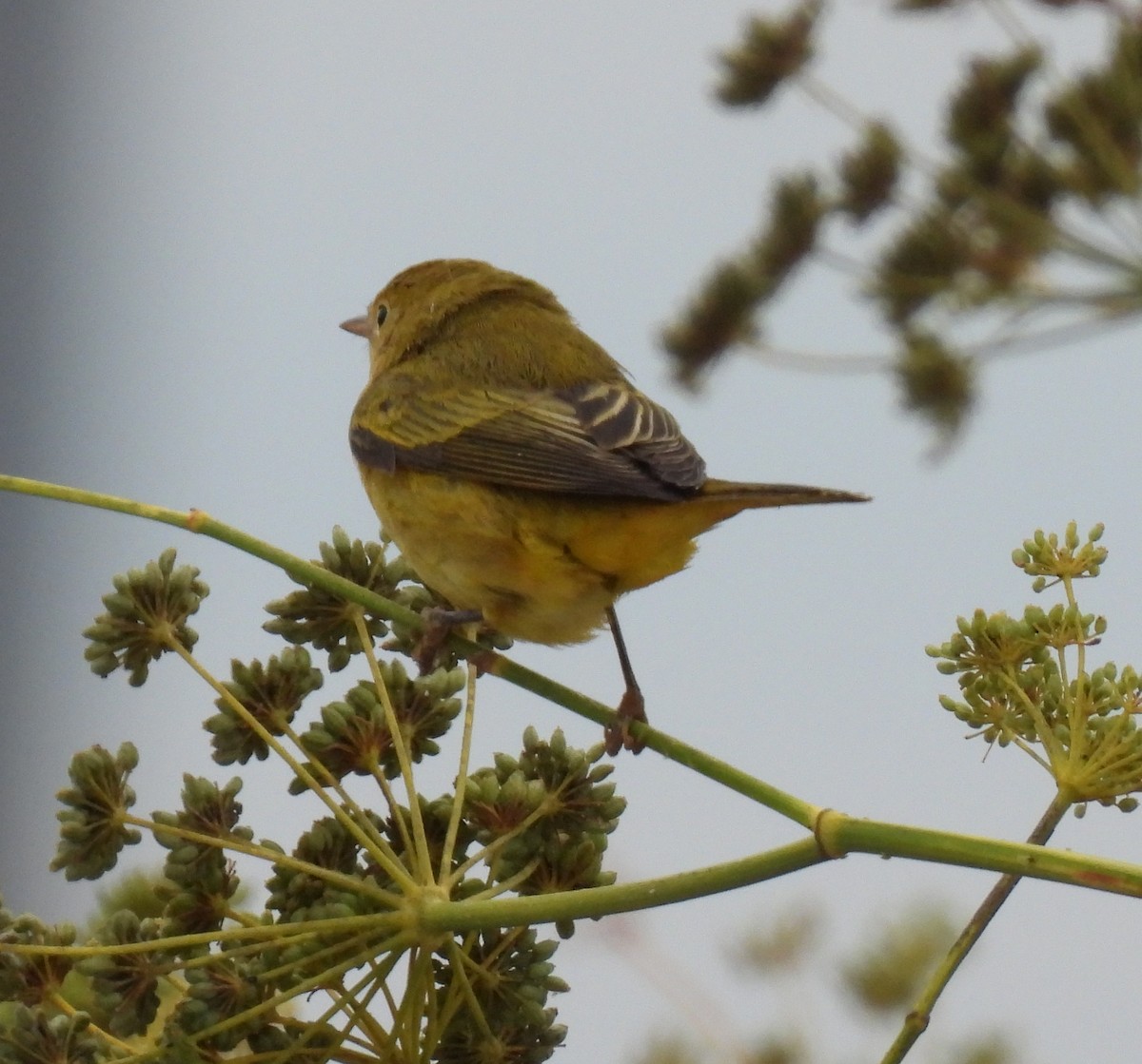 Yellow Warbler - ML641652426