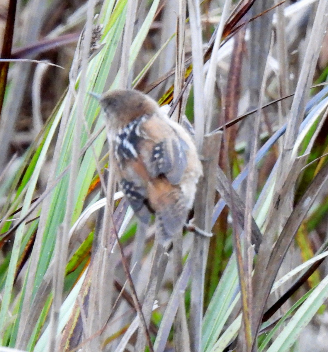 Marsh Wren - ML641652447