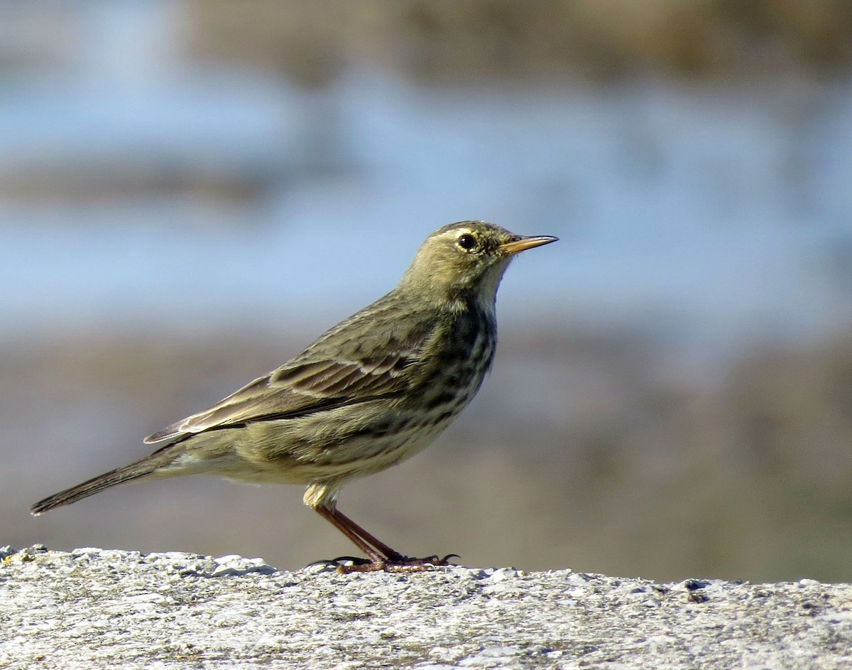 Rock Pipit - ML641652453