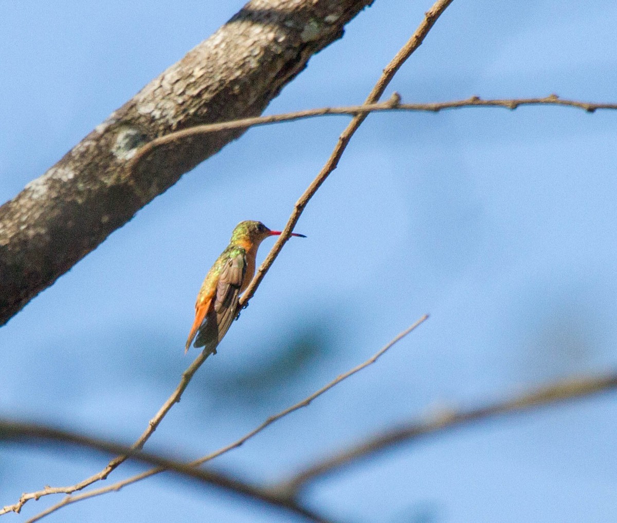 Cinnamon Hummingbird - ML641652459