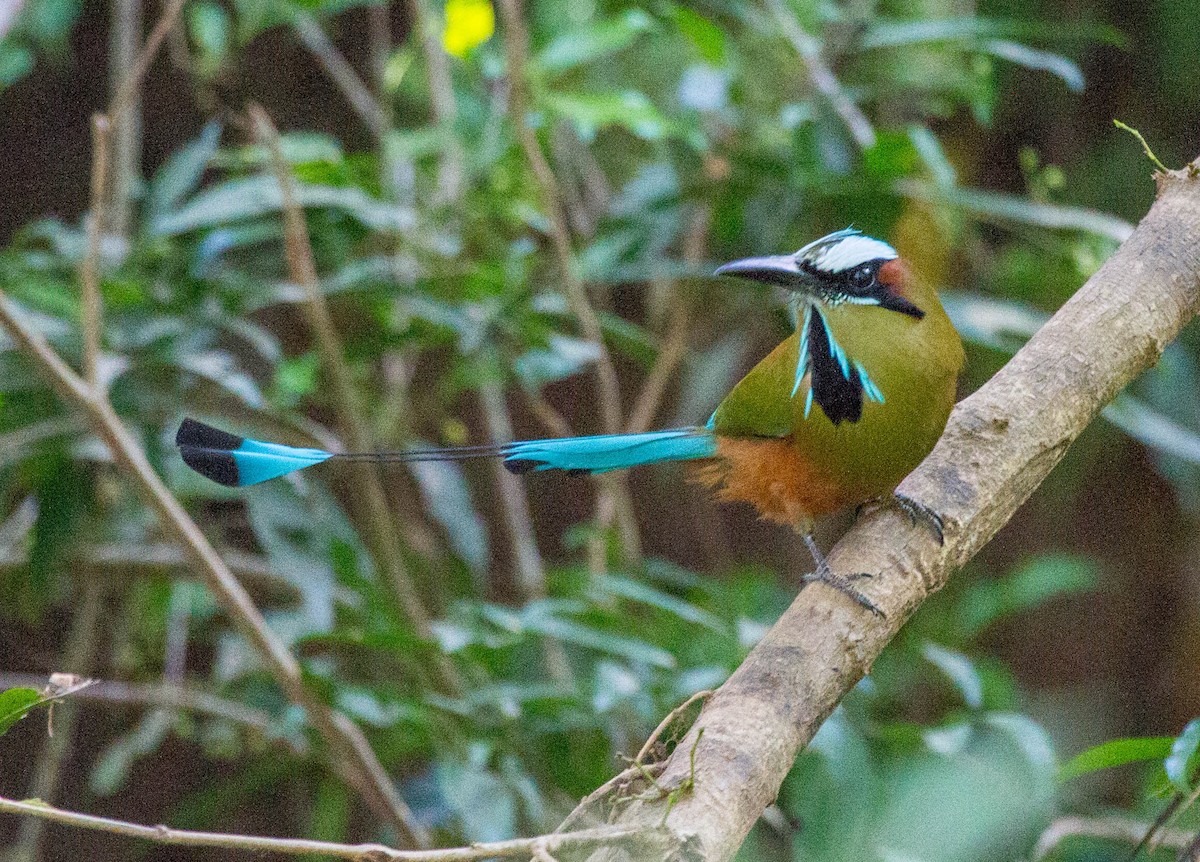 Turquoise-browed Motmot - ML641652485