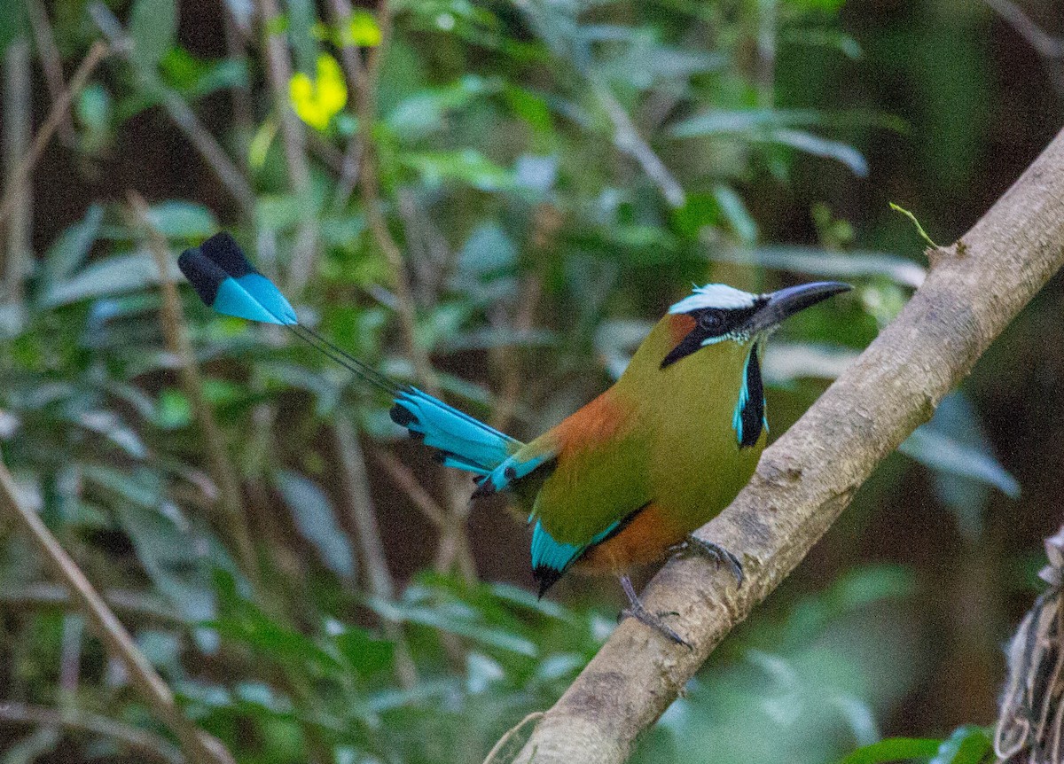 Turquoise-browed Motmot - ML641652486