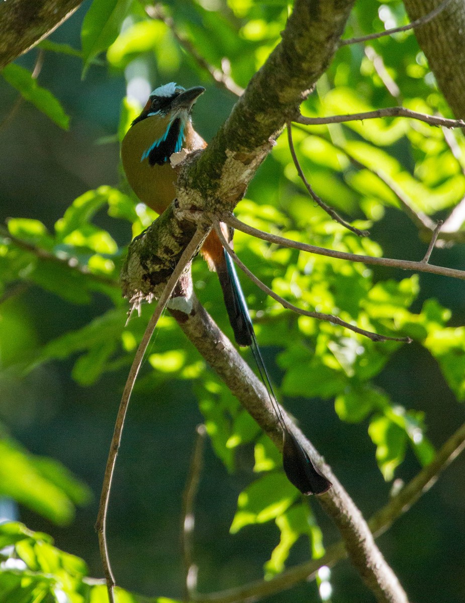 Turquoise-browed Motmot - ML641652508