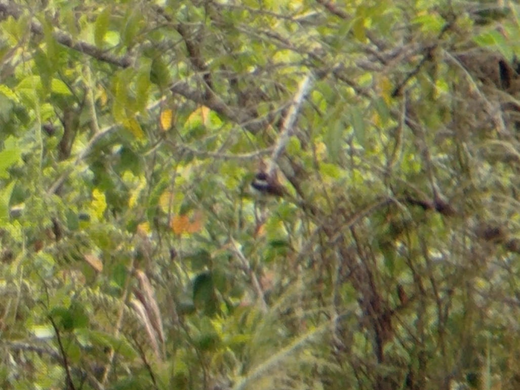 Malaysian Pied-Fantail - ML641652527