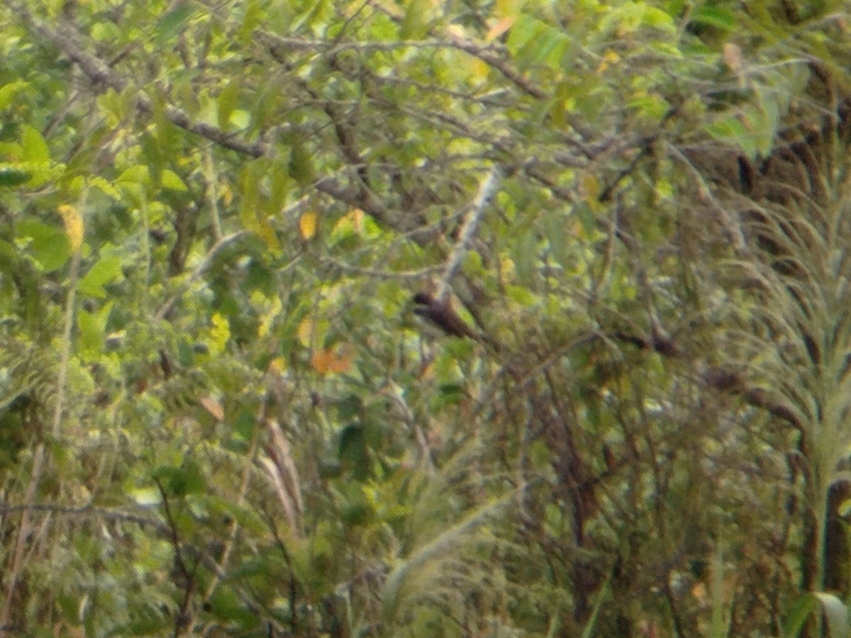 Malaysian Pied-Fantail - ML641652528