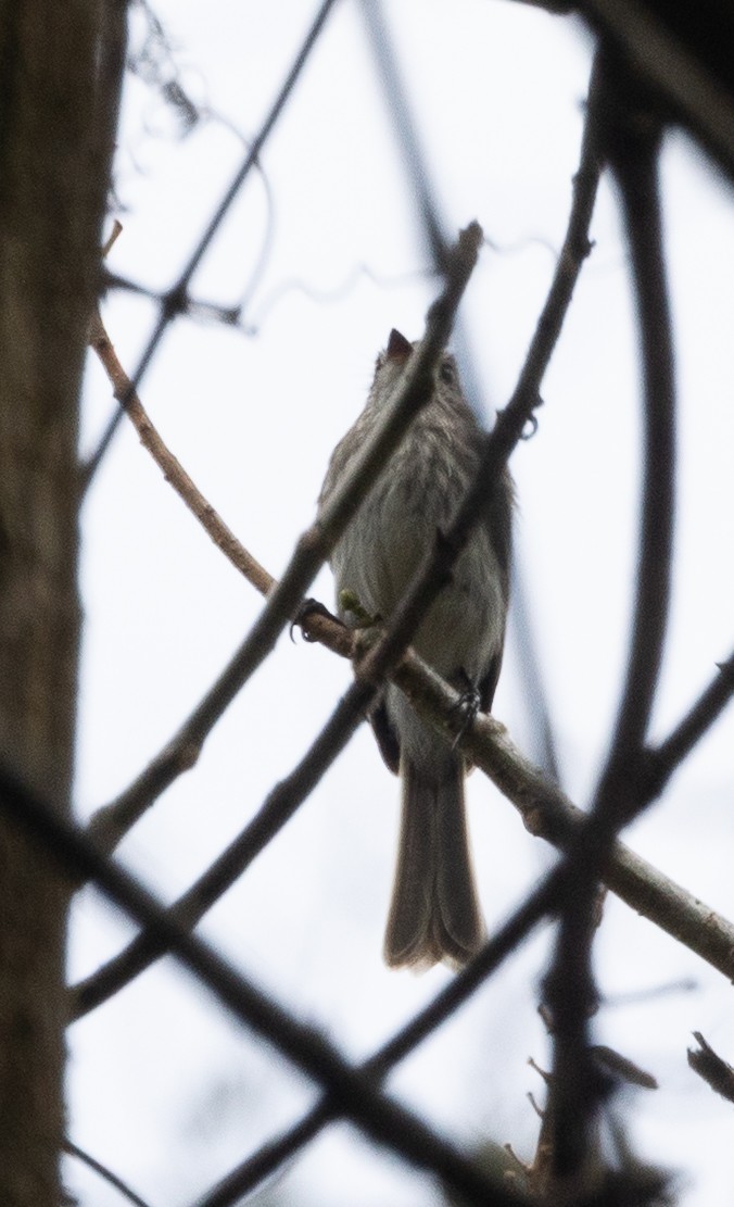 Mouse-gray Flycatcher - ML641652540