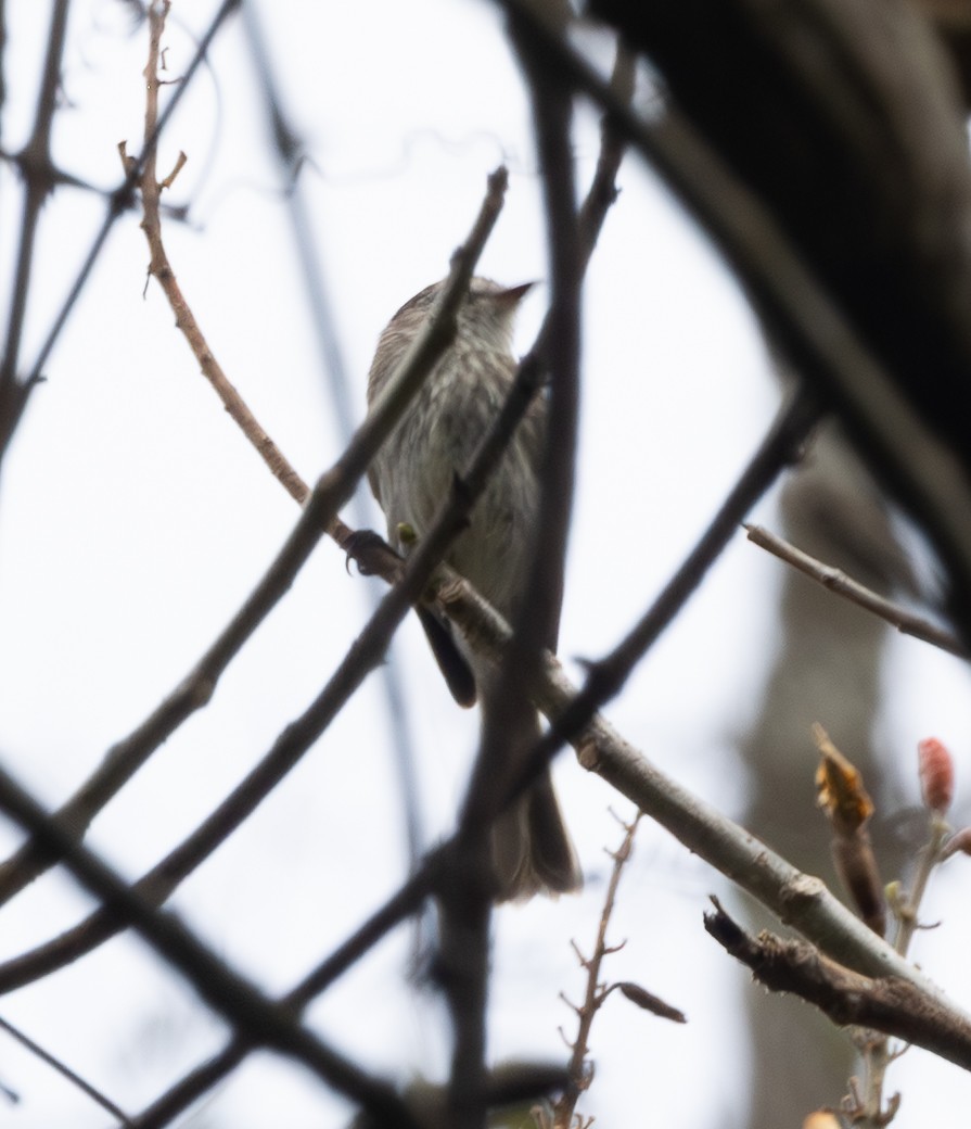Mouse-gray Flycatcher - ML641652541