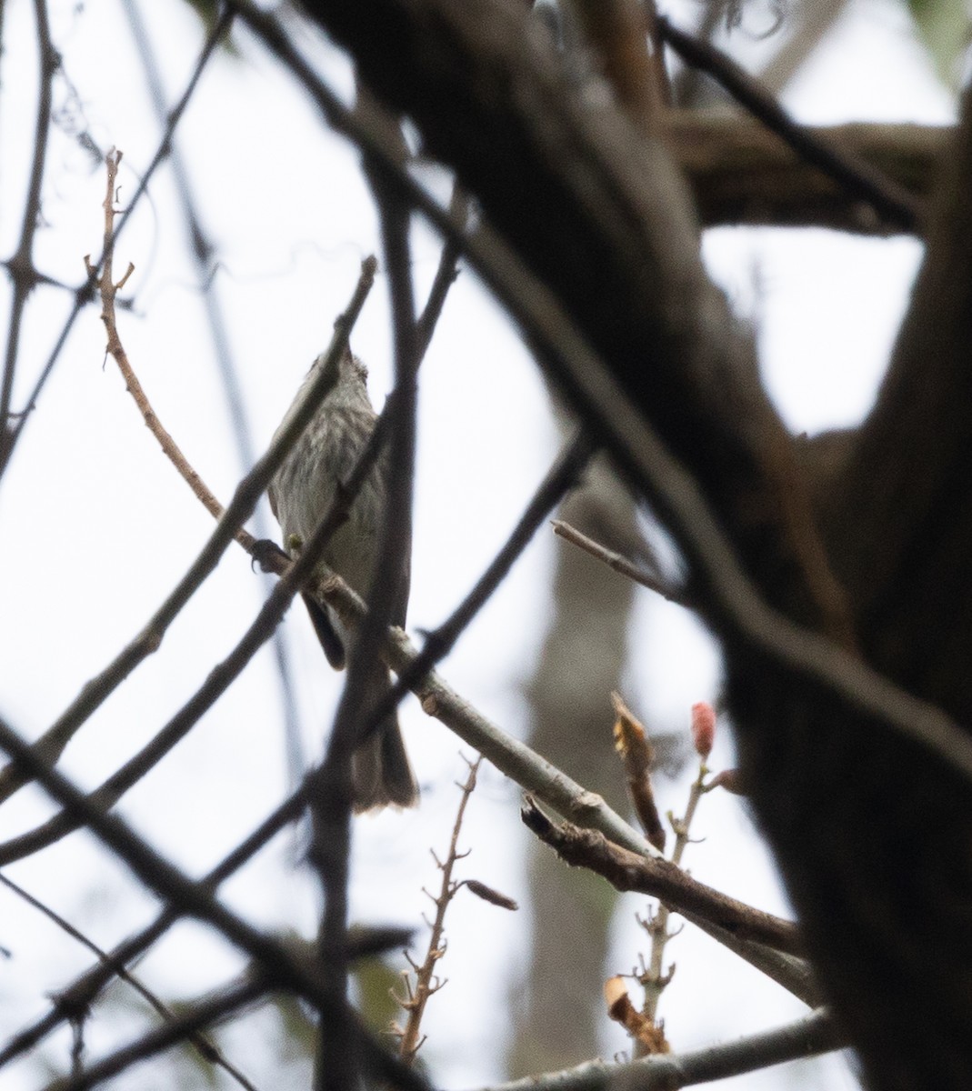 Mouse-gray Flycatcher - ML641652542