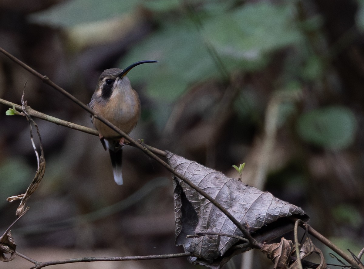 Gray-chinned Hermit - ML641652548